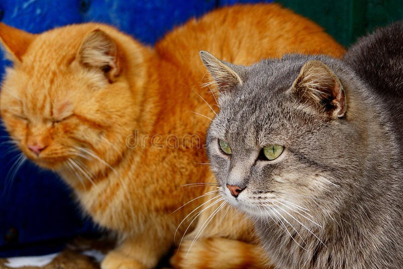 Two Cats Sit Together on the Street Stock Image - Image of beautiful ...