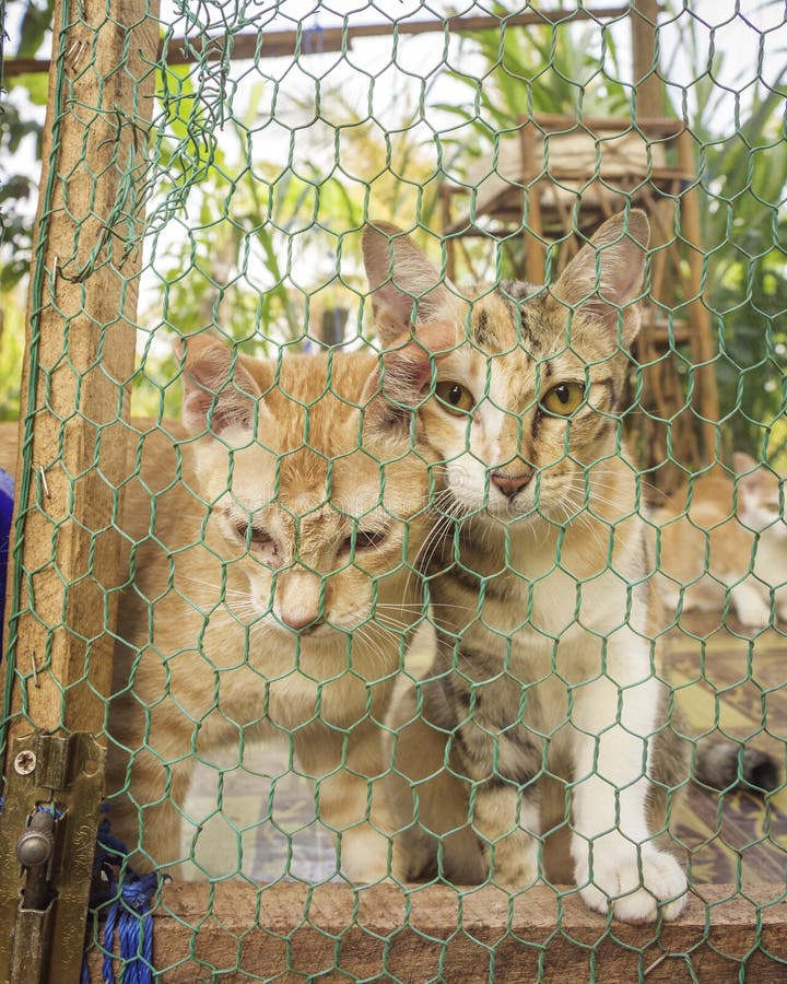 Two Cats is Sitting in a Cage Stock Photo Image of cambodia, mammal