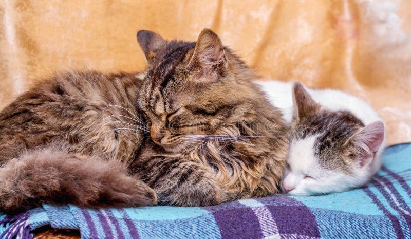 Two Cats Sleep on a Plaid. Cats - Mom and Baby_ Stock Image - Image of ...