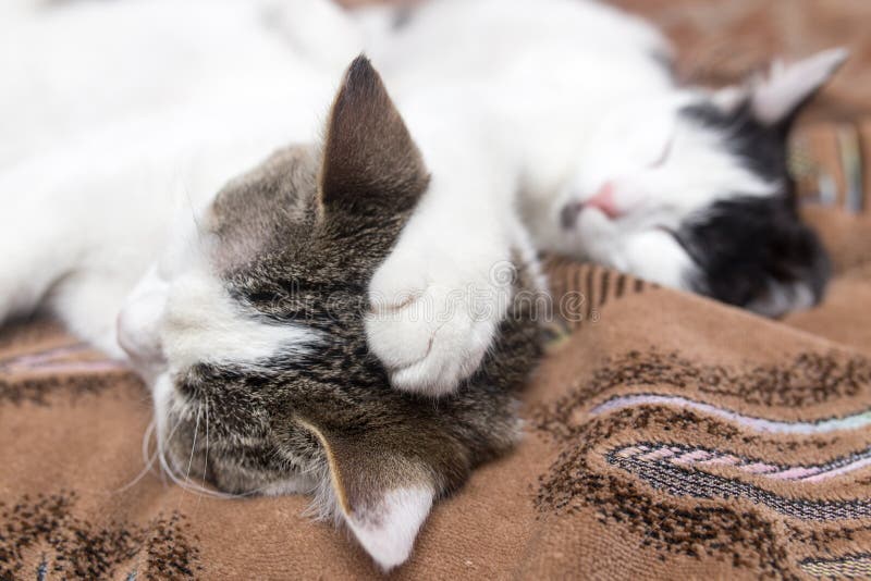 Two Cats Sleep Sweetly on the Couch Stock Image Image of soft, kitten