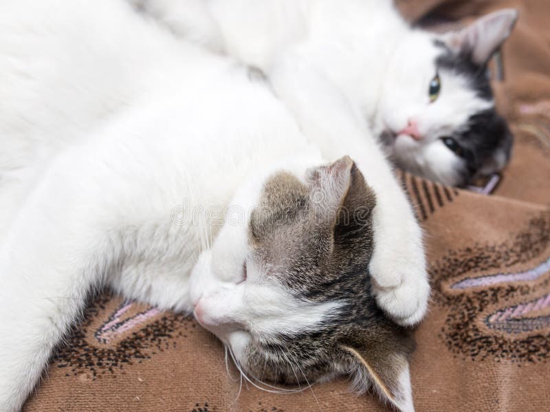 Two Cats Sleep Sweetly on the Couch Stock Image Image of animal, baby