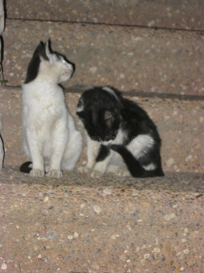 Two cats on the stairs stock image. Image of stairs 163577287