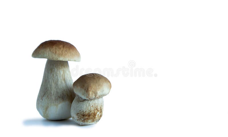 Two ceps, one large and one small on a white background. Two mushrooms with brown hats. Isolate royalty free stock photo Two ceps, one large and one small on a white background. Two mushrooms with brown hats. Isolate royalty free stock photo
