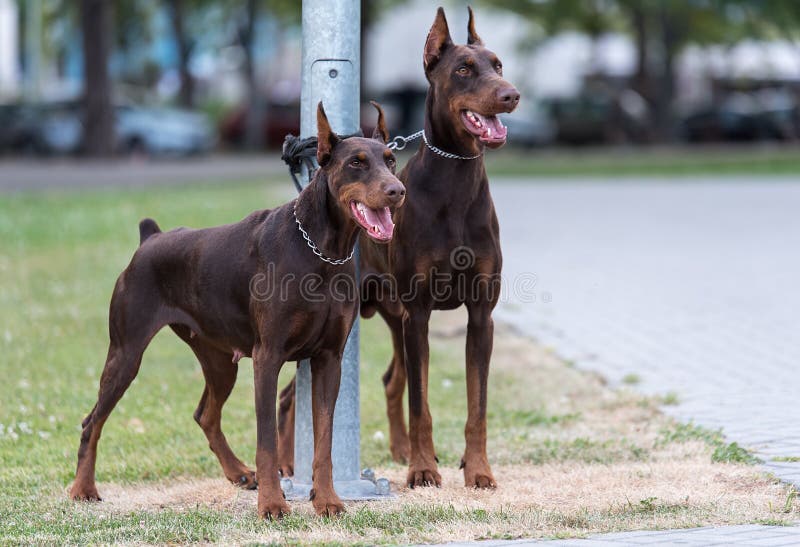 Doberman Protect Stock Photos Free & RoyaltyFree Stock Photos from