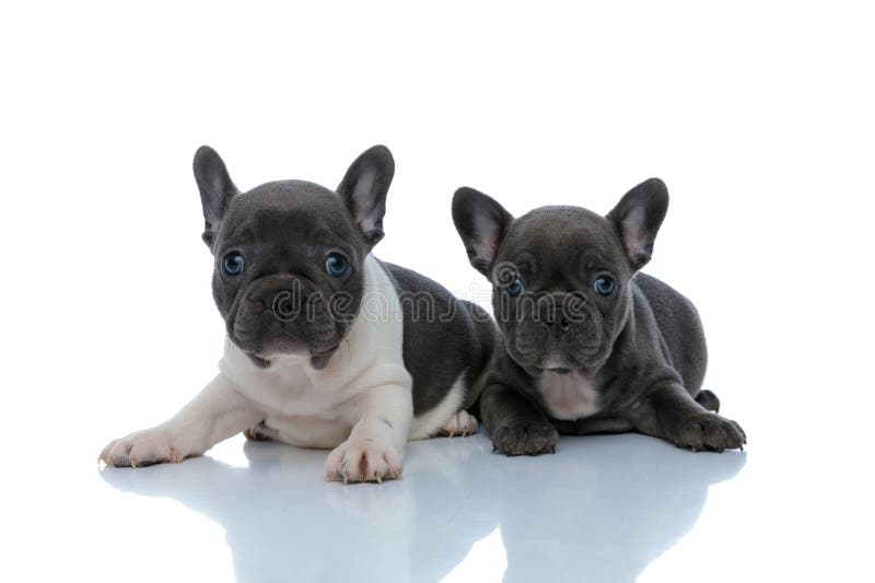 Two Cheerful French Bulldog Cubs Curiously Looking Forward Stock Photo ...