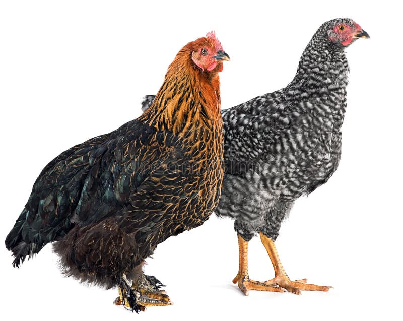 Two chicken