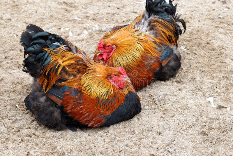 Two chicken on sand stock image. Image of color, black 26943007
