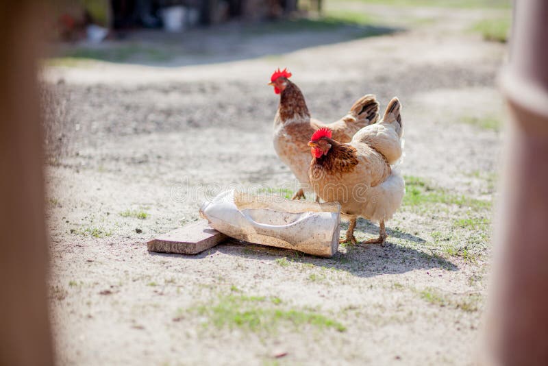 Two Chickens Drink Water from the Bowl Stock Image Image of
