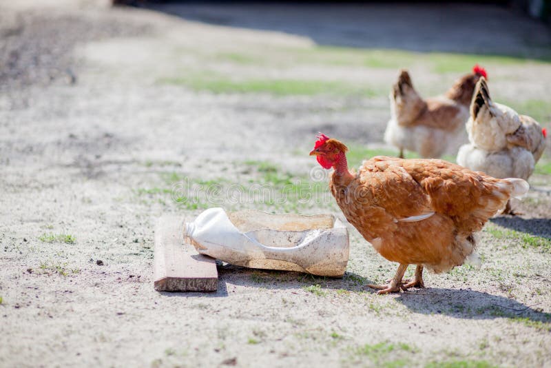 Two Chickens Drink Water from the Bowl Stock Image Image of