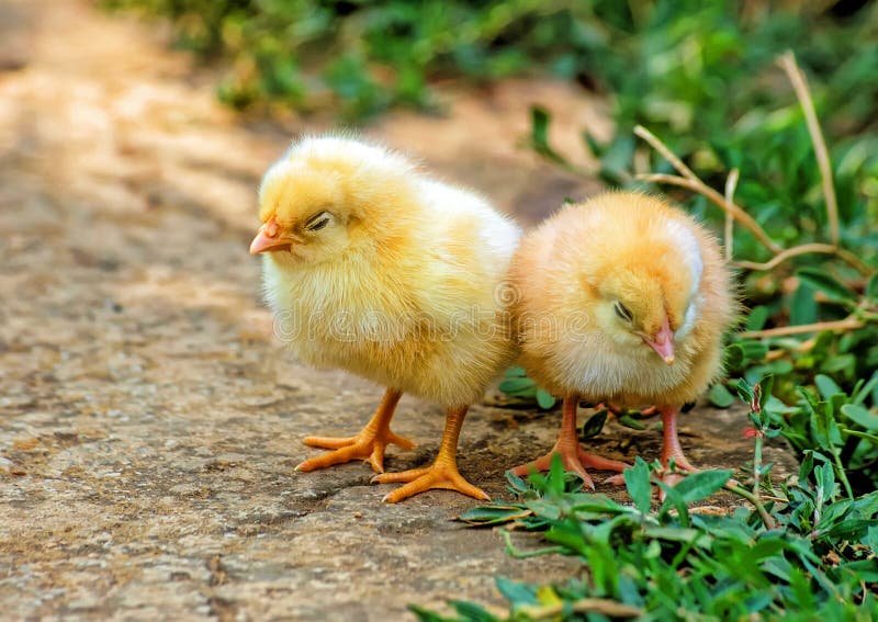 2 chicks