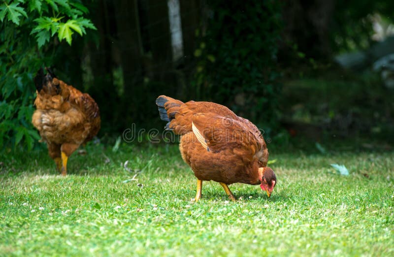 Chickens Pecking Around on a Dozen Eggs in Carton Stock Photo Image