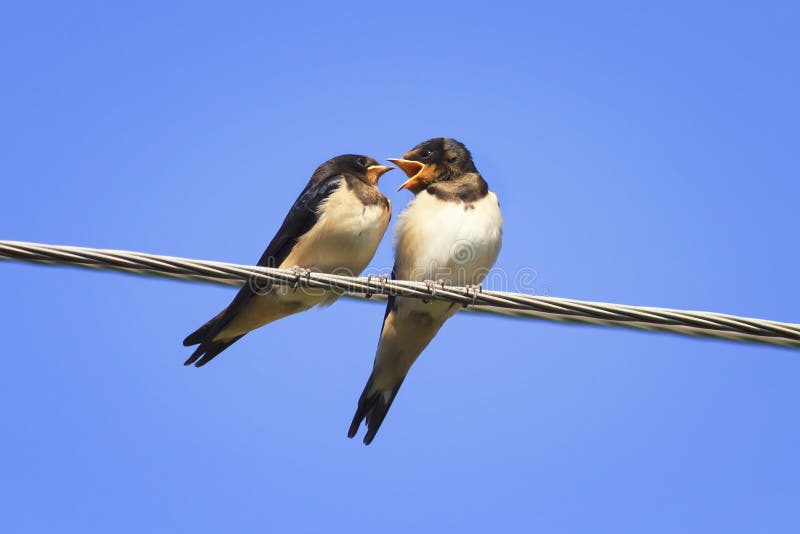 Песня two birds on a wire. Ласточки на проводах. Ласточка на проводе. Ласточки сидят на проводах. Две птицы на проводах.