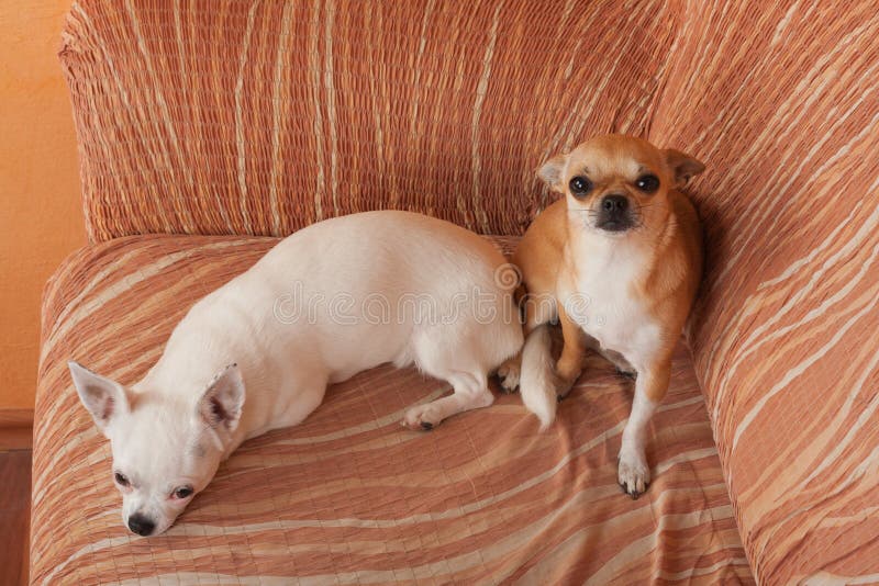 Two Chihuahua dogs are lying on sofa, 2,5 years old cinnamon female and 5 years old white female stock photos Two Chihuahua dogs are lying on sofa, 2,5 years old cinnamon female and 5 years old white female stock photos