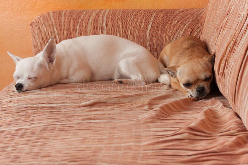 Two Chihuahua dogs are lying on sofa, 2,5 years old cinnamon female and 5 years old white female stock photography Two Chihuahua dogs are lying on sofa, 2,5 years old cinnamon female and 5 years old white female stock photography