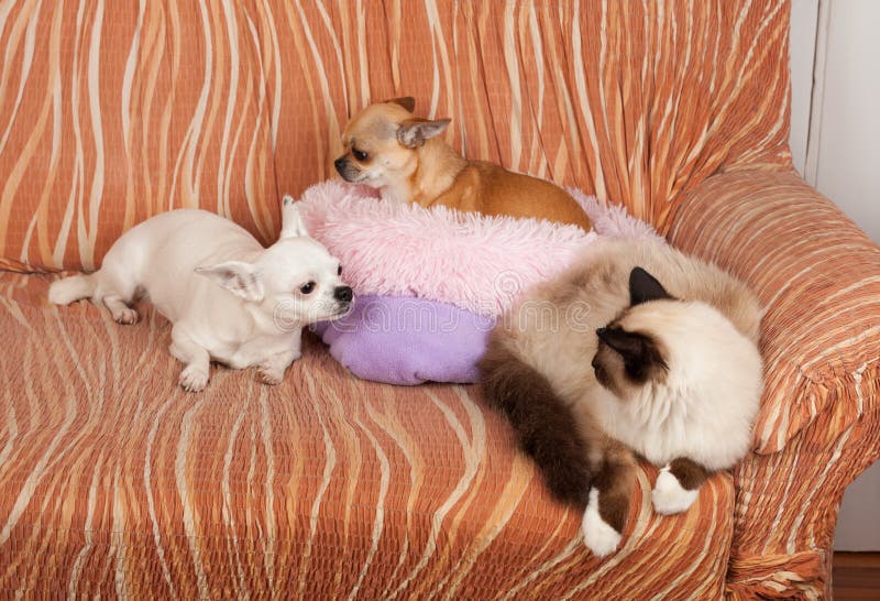 Two Chihuahua dogs and a seal point Birman cat are lying on sofa royalty free stock image Two Chihuahua dogs and a seal point Birman cat are lying on sofa royalty free stock image