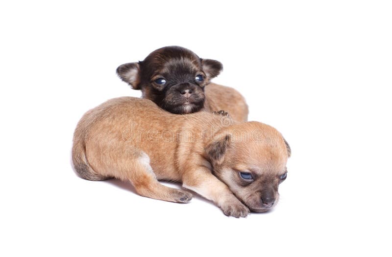 Two chihuahua puppy