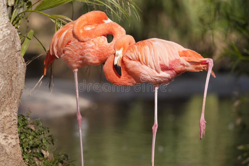 Two Chile Flamongo resting