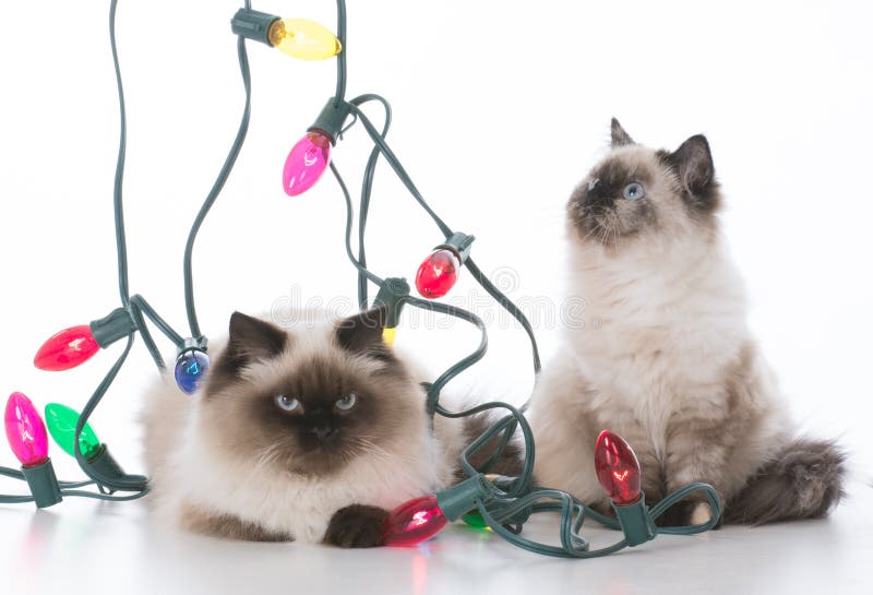 Two christmas kittens stock photo. Image of lights, ragdoll 85718308