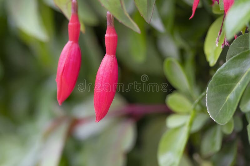 Two closed flowers of the Fuchsia `Mrs Popple plant against the background of green foliage
