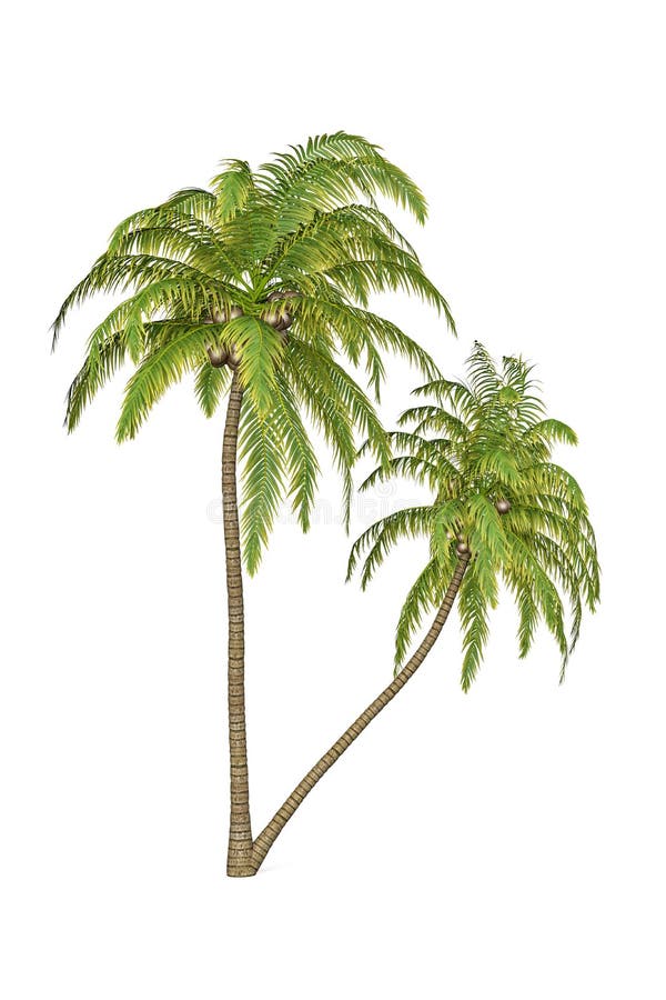 Palm Tree Roots Stock Illustrations 540 Palm Tree Roots Stock