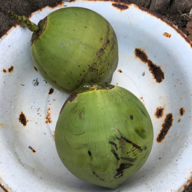 Double Coconut Lodoicea Maldivica from Seychelles. this Palm Tree Gives ...