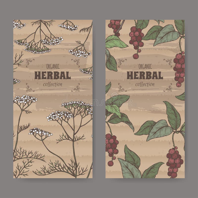 Download Two Labels With Yarrow Aka Achillea Millefolium And Parsley Aka Petroselinum Crispum Sketch On ...