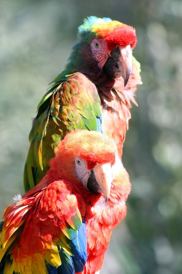 Two colored parrots