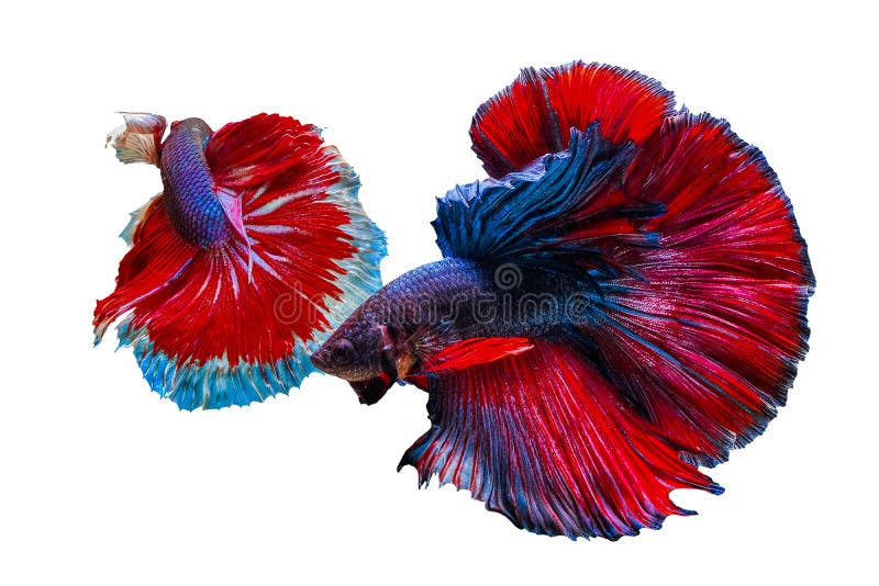 Two colorful betta fish chasing each other on white background royalty free stock images