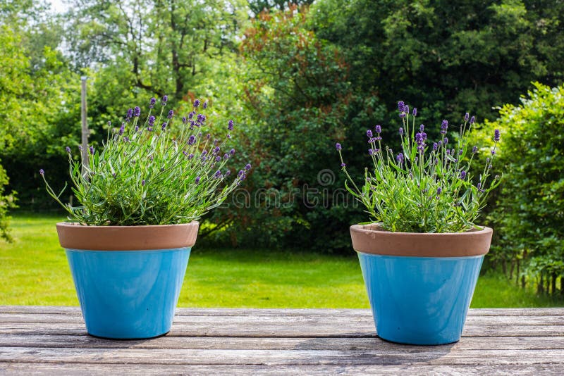 Two colorful blue flower pots on a garden table in a green garden stock photo Two colorful blue flower pots on a garden table in a green garden stock photo