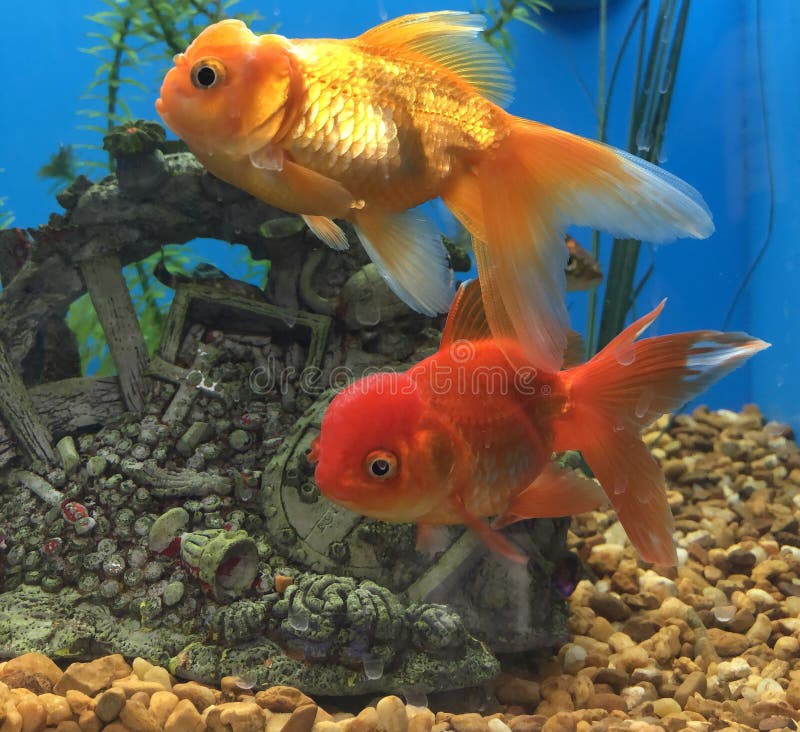 18 566 Colorful Freshwater Fish Photos Free Royalty Free Stock Photos From Dreamstime 18 566 Colorful Freshwater Fish Photos Free Royalty Free Stock Photos From Dreamstime