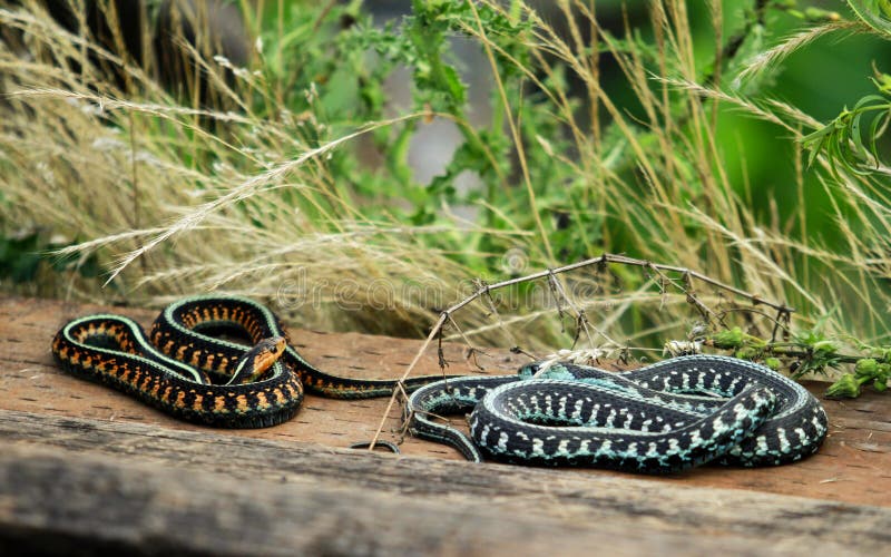 Two Colorful Snakes