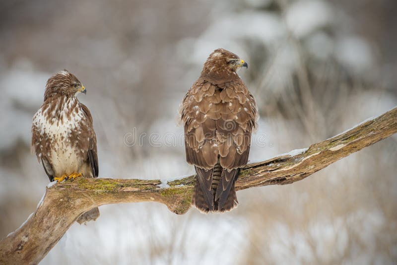 Buzzards stock photo. Image of gathering, flight, buzzards 64056092