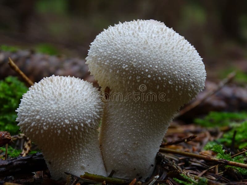 142 Puff Ball Fungus Stock Photos - Free & Royalty-Free Stock Photos from  Dreamstime