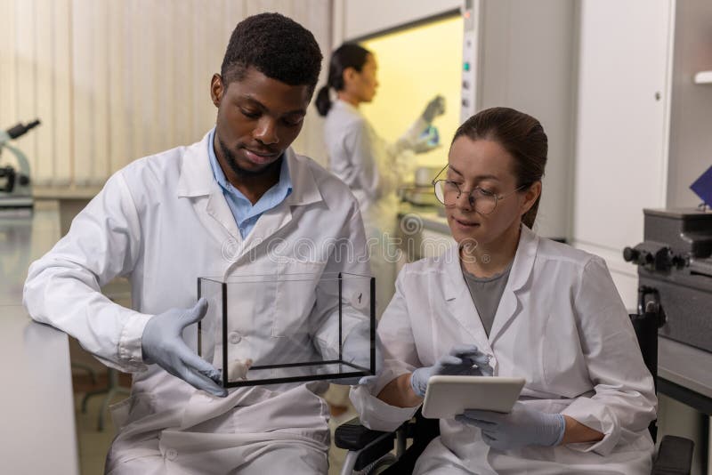 Two contemporary scientists studying characteristics of white mouse stock photos