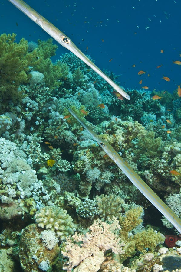 Two Fish In Underwater Coral Reef Stock Photo Image of
