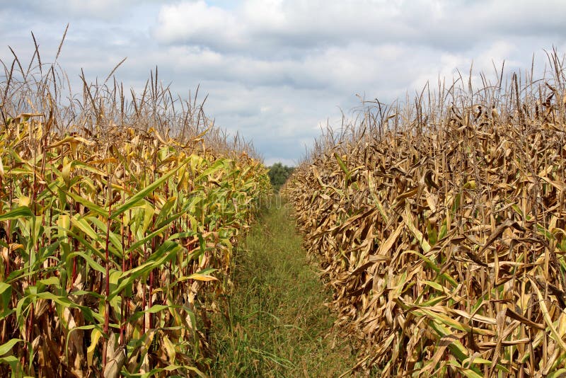 Two cornfields with still green and ripe side separated with row of high uncut grass with cloudy blue sky in background