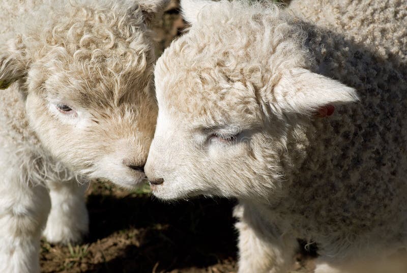 Heads of lambs stock image. Image of skin, meal, bone 69942989