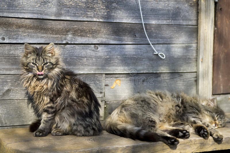 Country cats. stock photo. Image of country, hunter 106667790