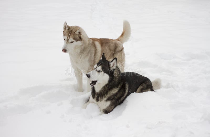 Two couple husky snow winter beautiful proud animal wild dog wolf snow great stock image Two couple husky snow winter beautiful proud animal wild dog wolf snow great stock image