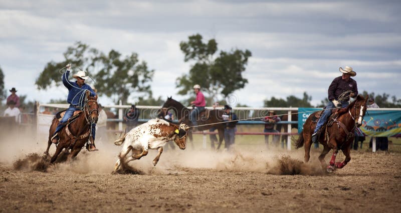 Two cowboys roping a calf at a rodeo in Australia. One cowboy has lassoed the calf and the other has his rope at the ready. The calf is resisting but is pulled towards the first rider.