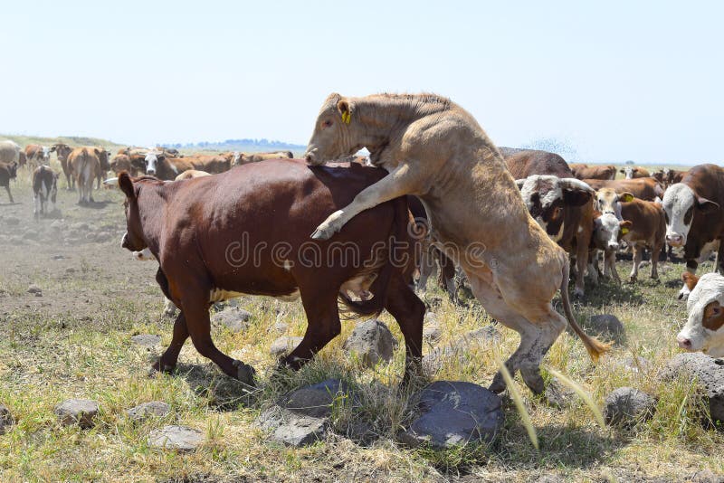 1,106 Cow Mating Stock Photos - Free & Royalty-Free Stock Photos from  Dreamstime