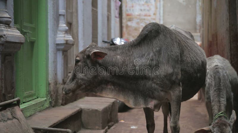 Two cows in narrow street in Varanasi.