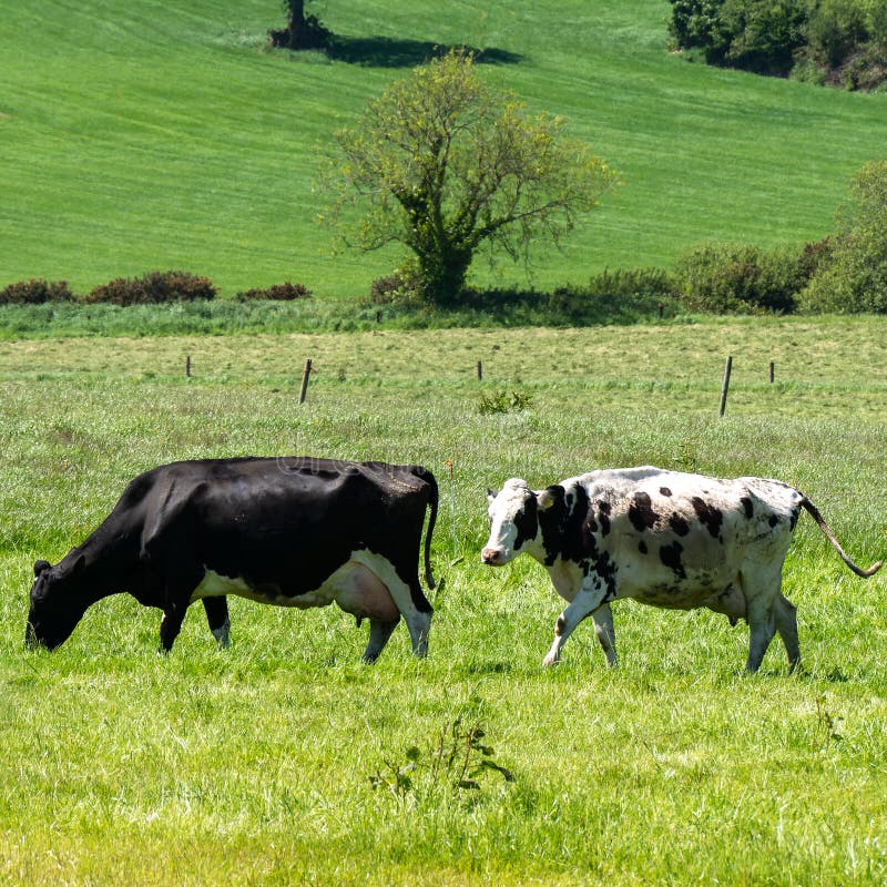 Two Cows On A Pasture On A Sunny Spring Day Cattle Cows Grazing Stock Image Image Of Black
