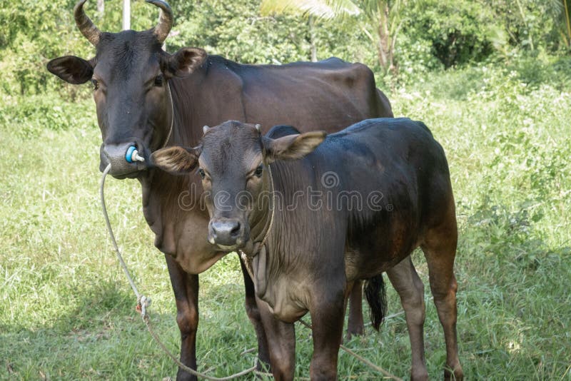 Two cows standing In the green field royalty free stock photography Two cows standing In the green field royalty free stock photography