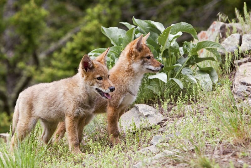 Coyote puppies wildlife canine coyote pup mountains
