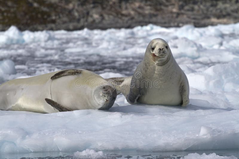 Two crabeater seal on an ice floe near the Antarctic Peninsula