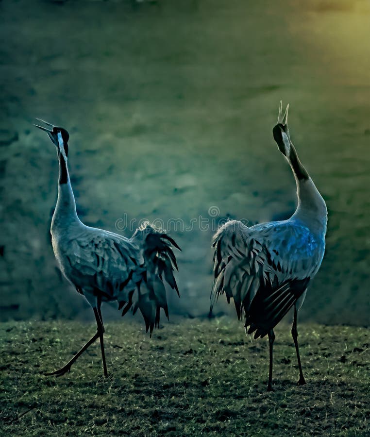 Cranes are Dancing in the Morning Light. Stock Photo Image of