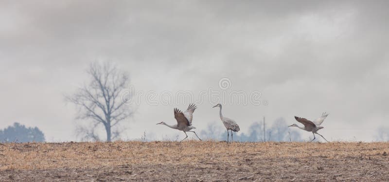 Two Cranes Prepare for Flight