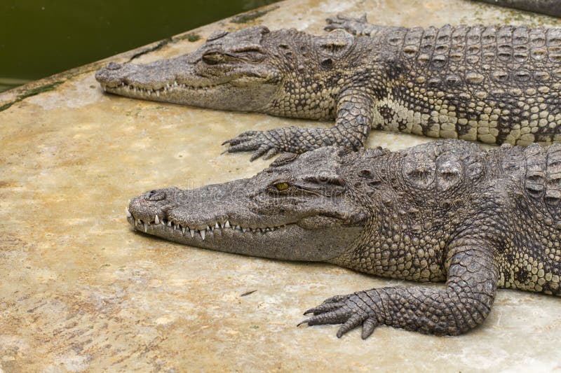 568 Two Crocodiles Stock Photos Free & RoyaltyFree Stock Photos from Dreamstime