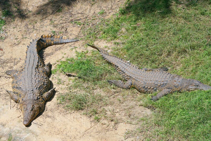 Two Crocodiles Lie on the Floor of the Farm. Stock Image Image of mouth, open 113216963